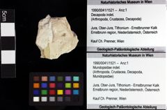 Foto (Objket + Etiketten) von Goniodromites sp. 